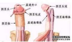 包皮过长 ，在我们的生活中已经有很多的男性朋友们都争先恐后的患上了此病，这也让无数的患者朋友们感到非常的措手不及，也许有的男性朋友们会觉得包皮过长很难发现，如果在自